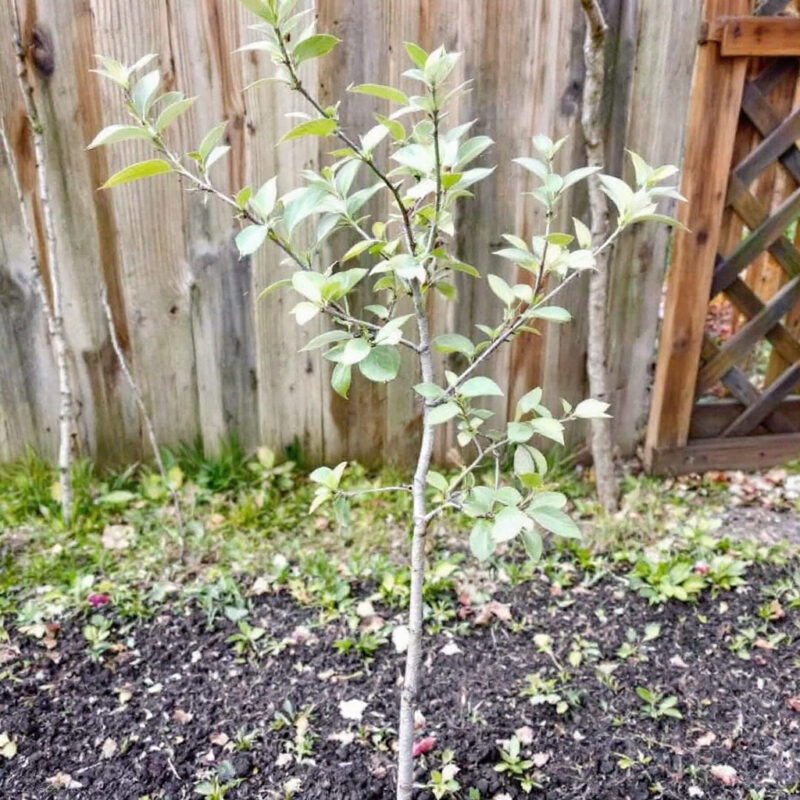 help the word with plant lemon tree 1 year old